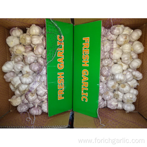 Fresh Garlic Of Good Quality Normal White Garlic